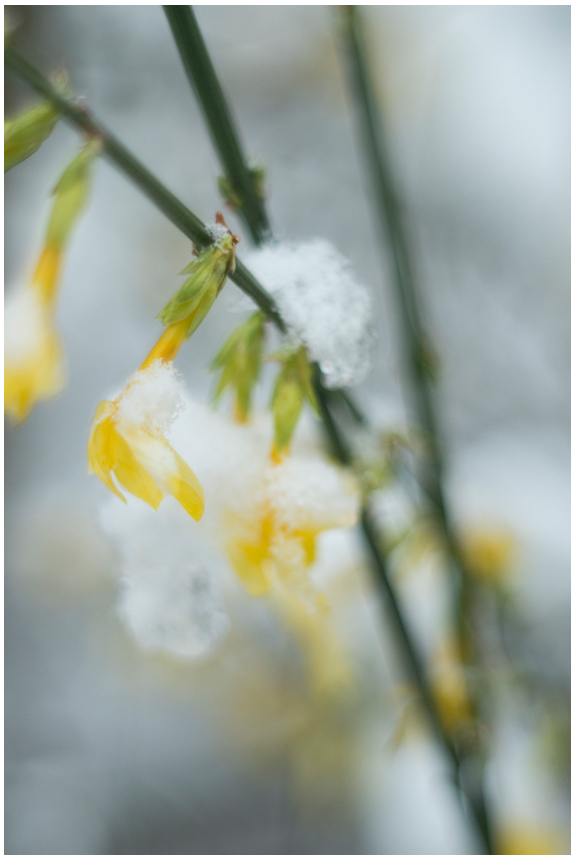 winter.blüten