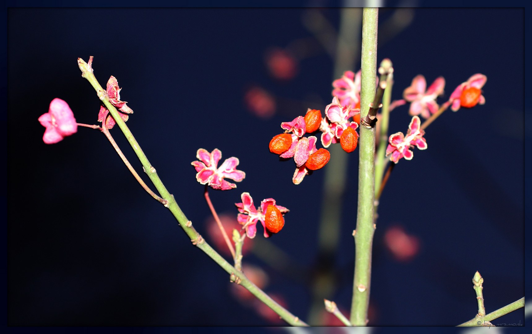 winterblüten