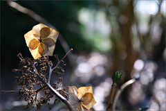 Winterblüten