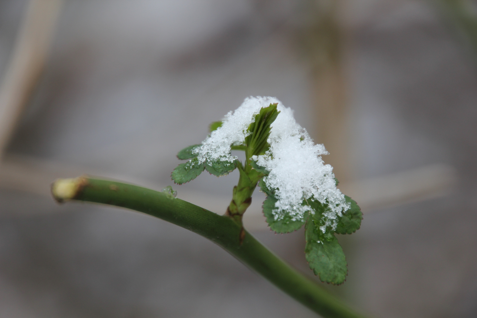 Winterblüten