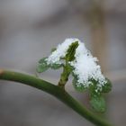 Winterblüten