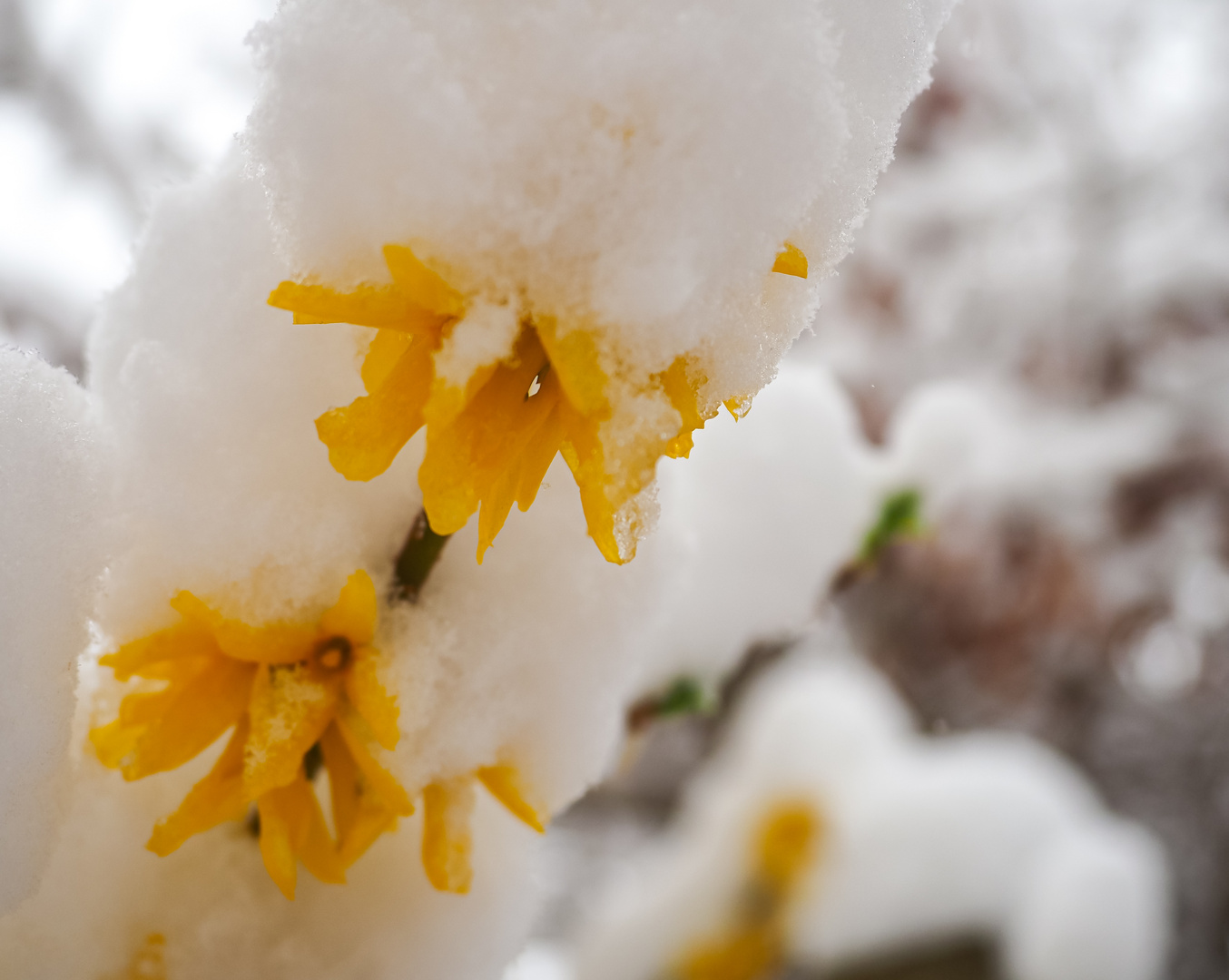 Winterblüten