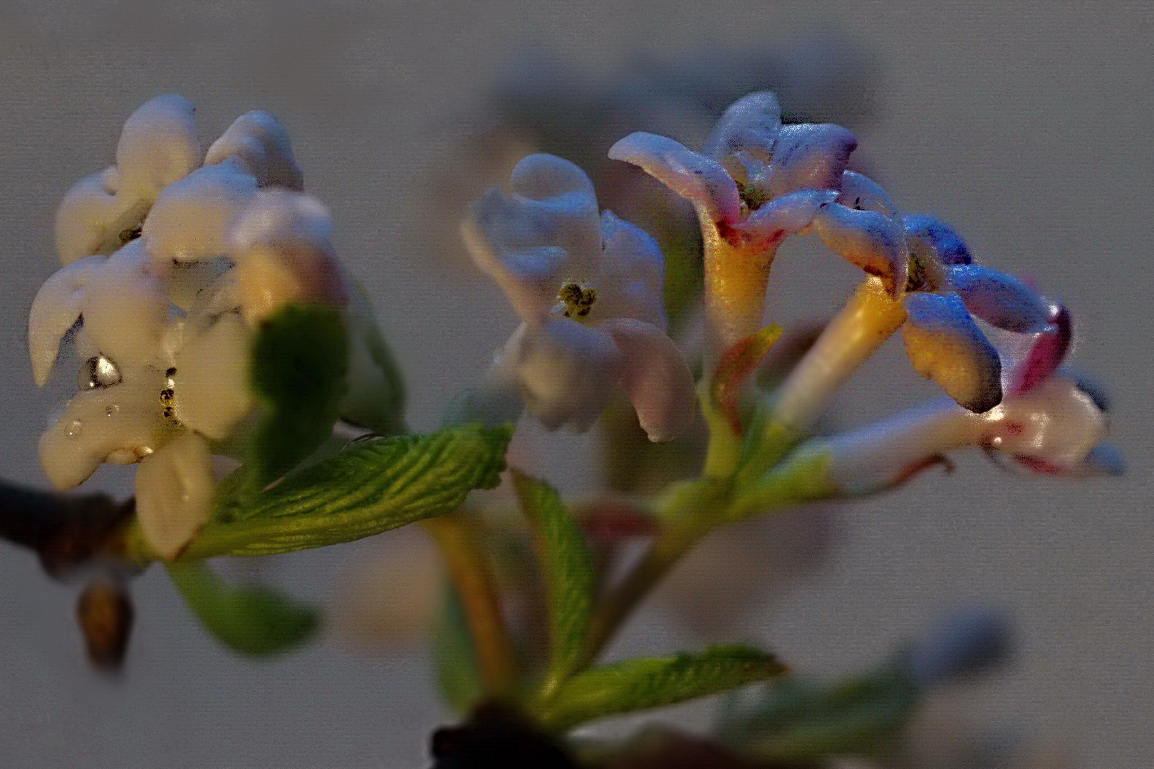 Winterblüten ...