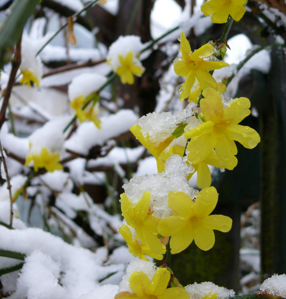 Winterblüten