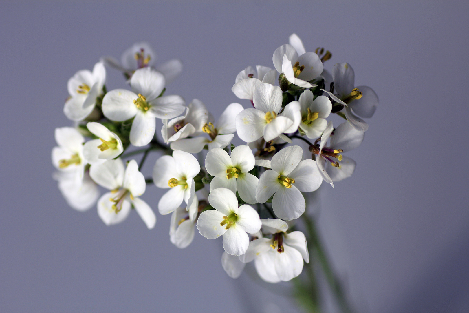 Winterblüten