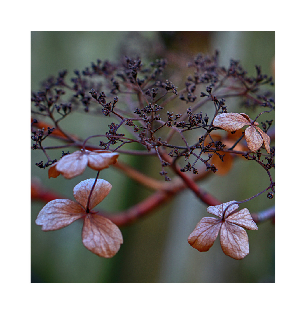 Winterblüten ....