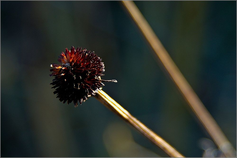 Winterblüten....