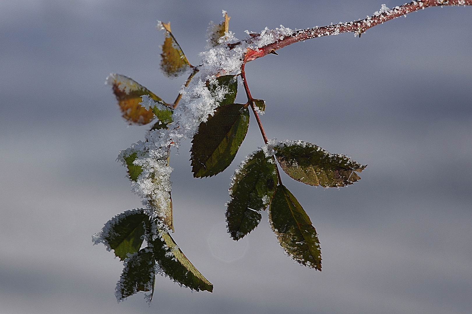 Winterblüten