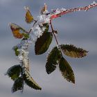 Winterblüten