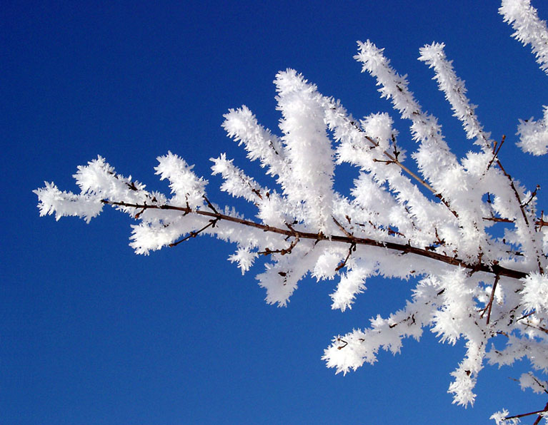 Winterblüten