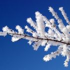Winterblüten