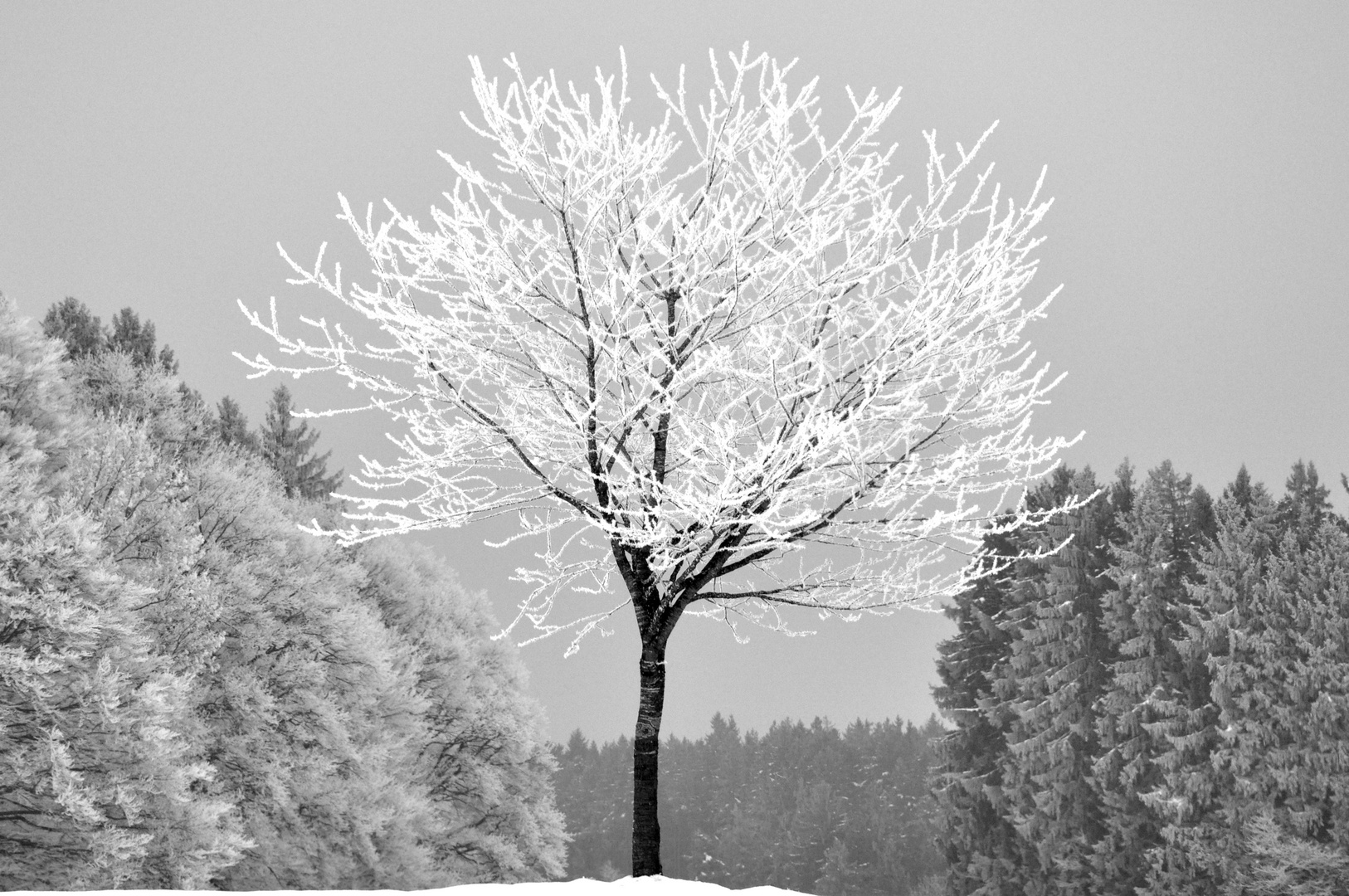 Winterblüten