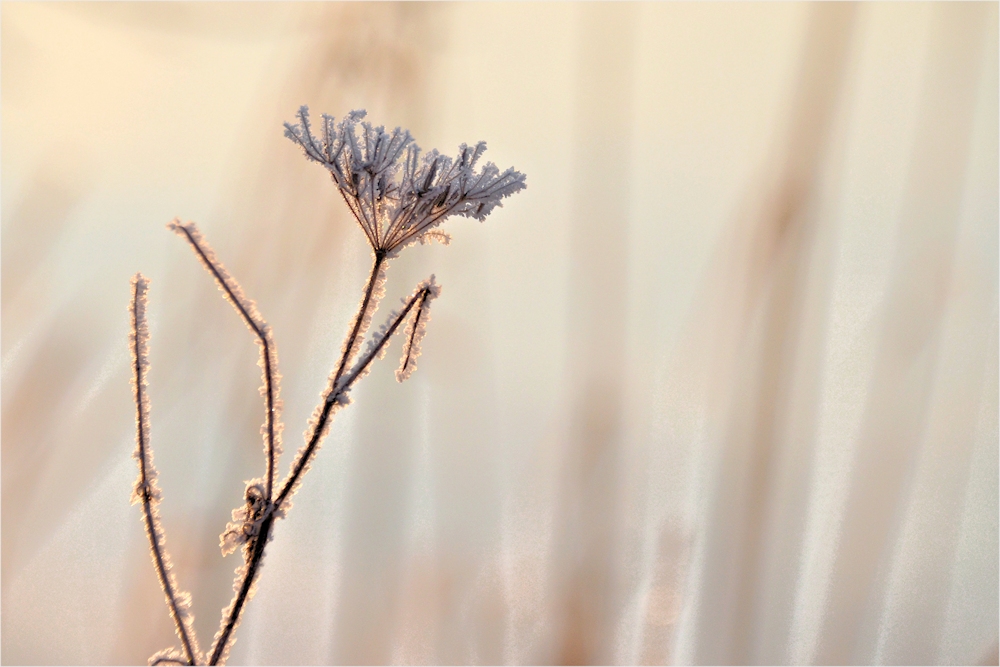 Winterblüten...