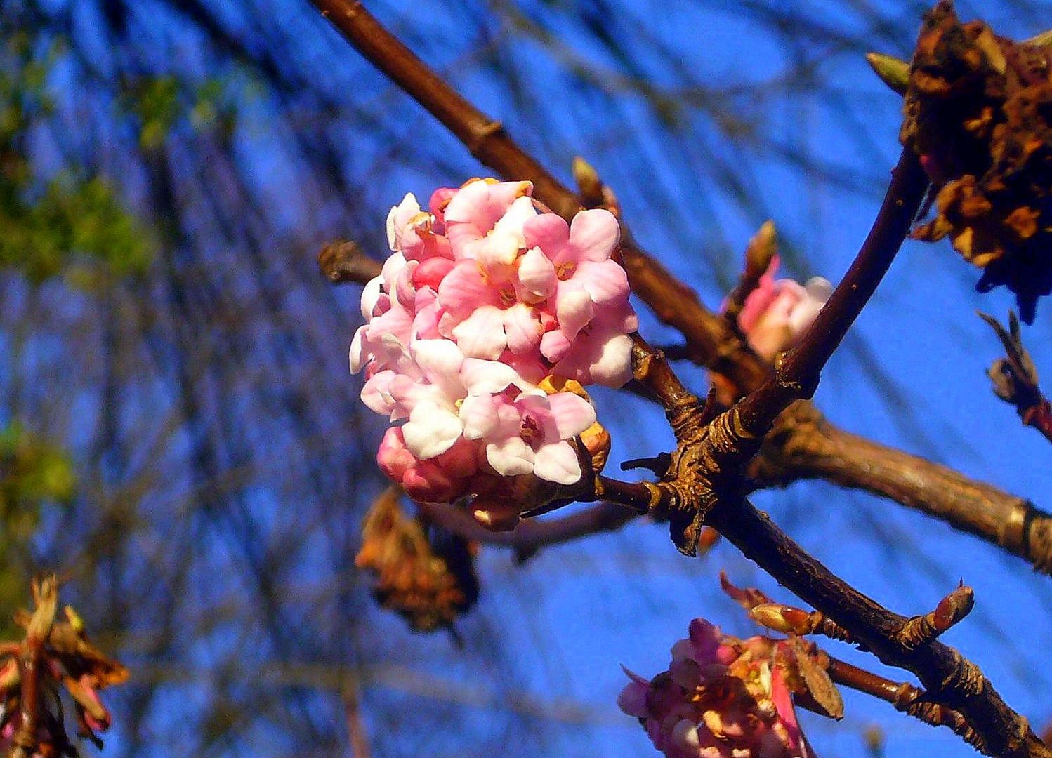 Winterblüten die das Auge erfreuen