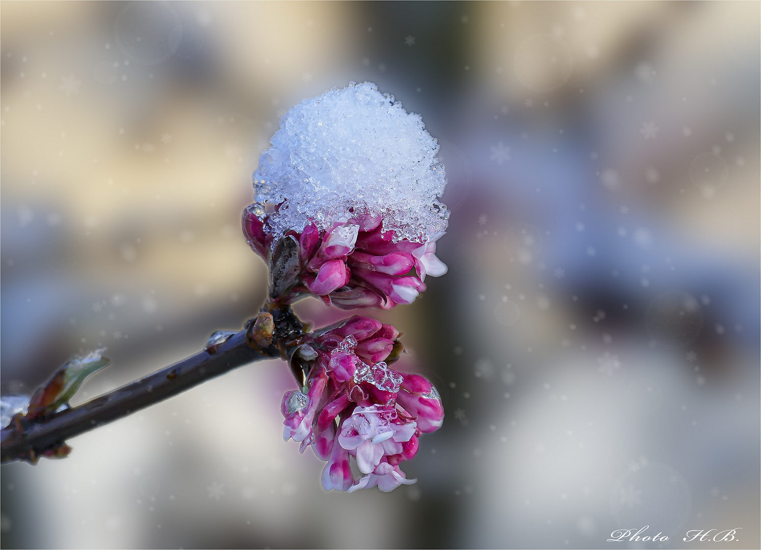 WINTERBLÜTEN  -  Duftschneeball