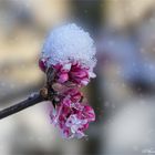 WINTERBLÜTEN  -  Duftschneeball