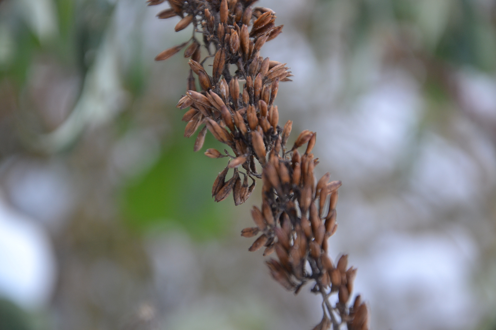 Winterblüten