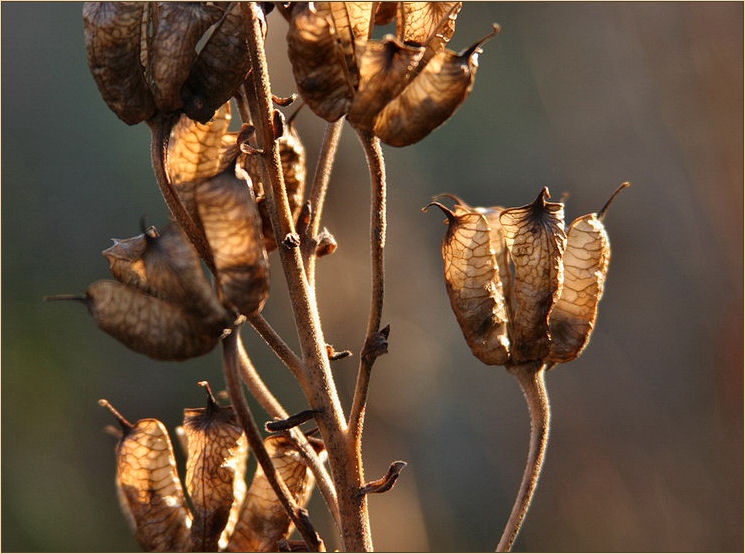 Winterblüten ( Eisenhut )