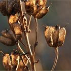 Winterblüten ( Eisenhut )