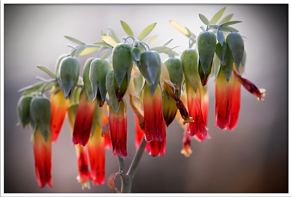 Winterblüten