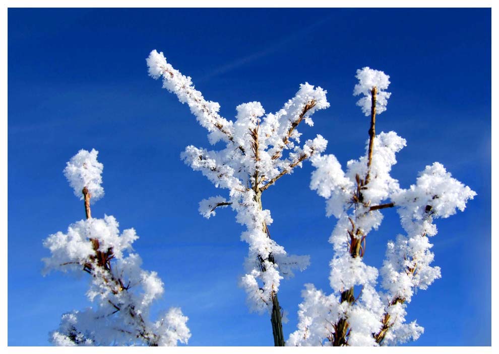 winterblüten I