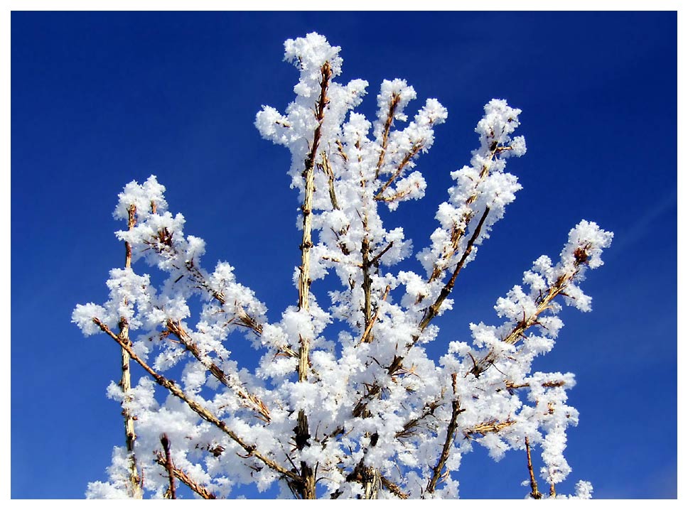 winterblüten II