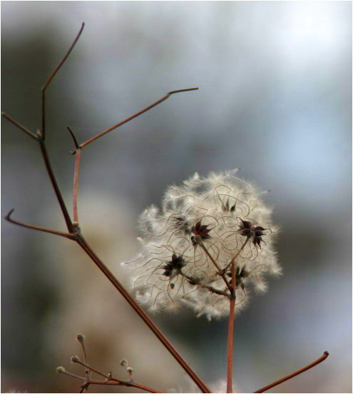 Winterblüten III ( Gemeine Waldrebe )