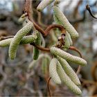 Winterblüten V - Korkenzieherhasel