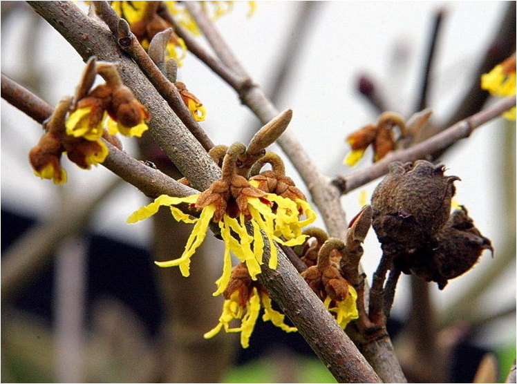 Winterblüten VI - Chinesische Zaubernuss