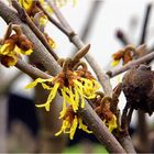 Winterblüten VI - Chinesische Zaubernuss