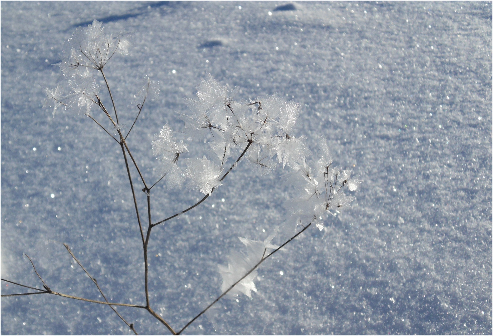 ..Winterblüten..2