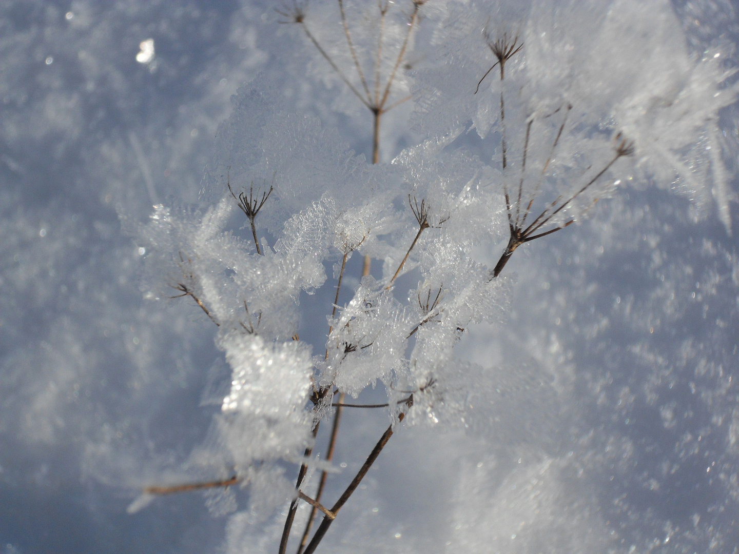 ..Winterblüten....3