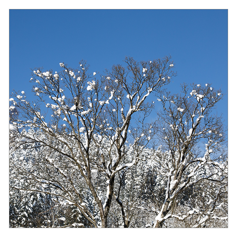 Winterblütenbaum