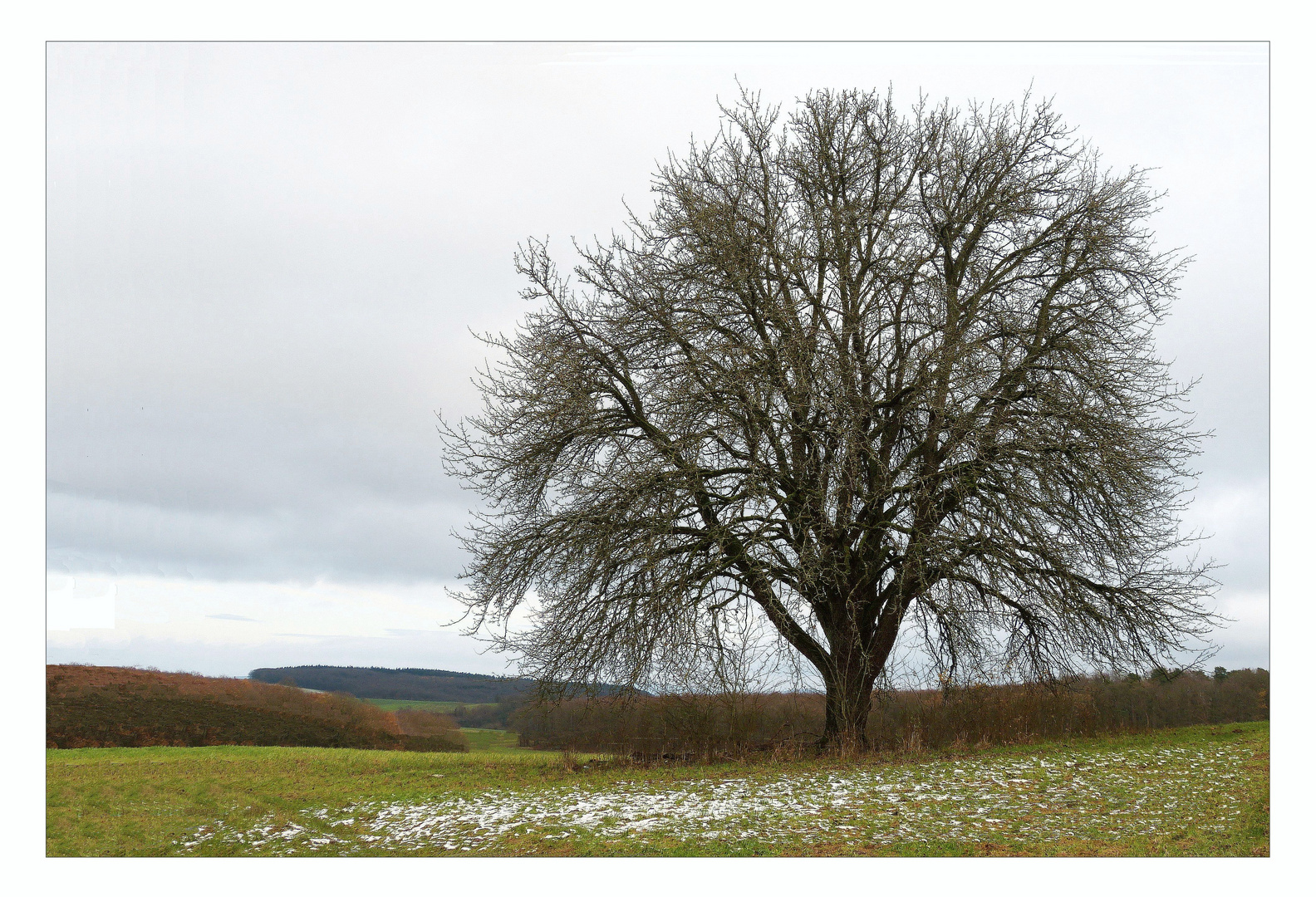 Winterblütenfall