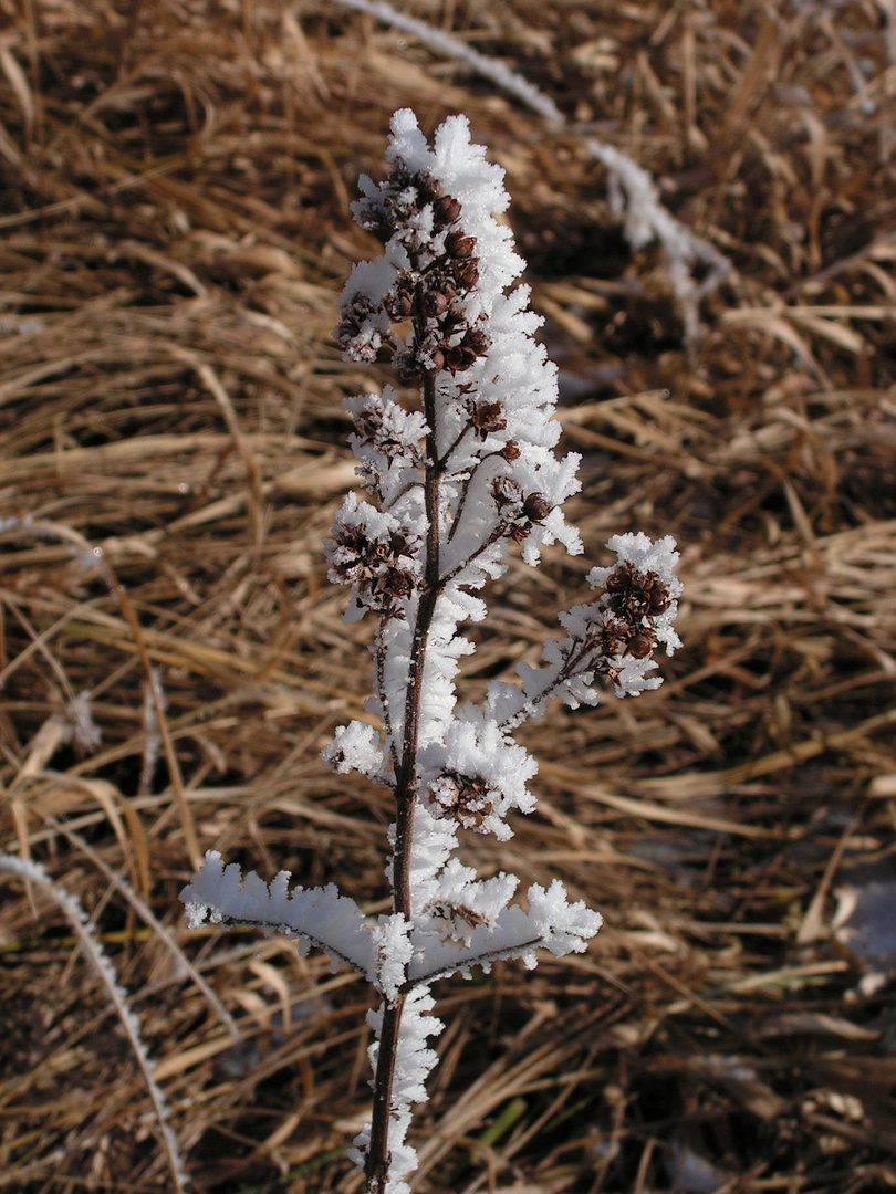 Winterblume