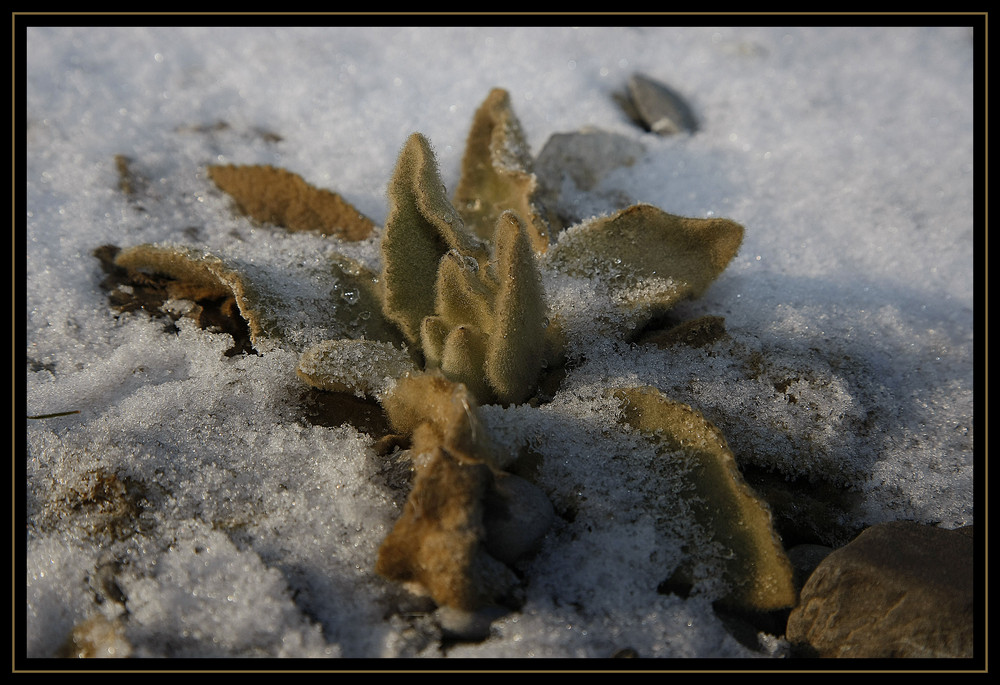 Winterblume 2