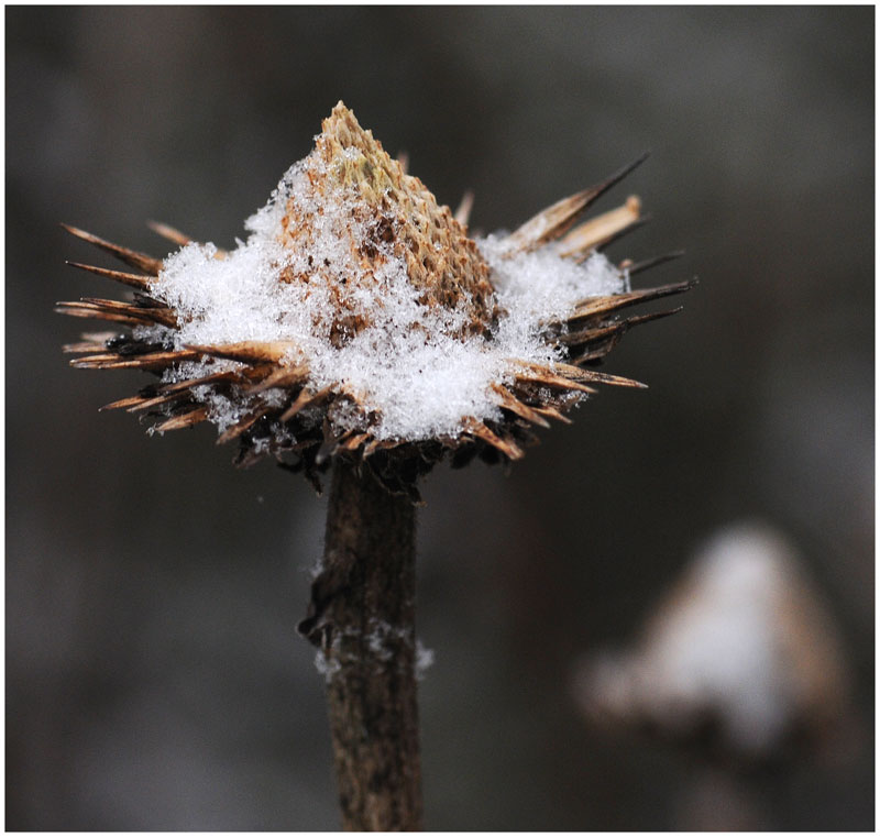 Winterblume