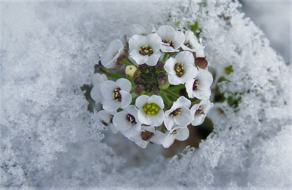 Winterblume 