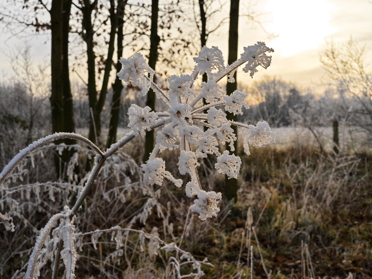 Winterblume