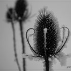 Winterblume