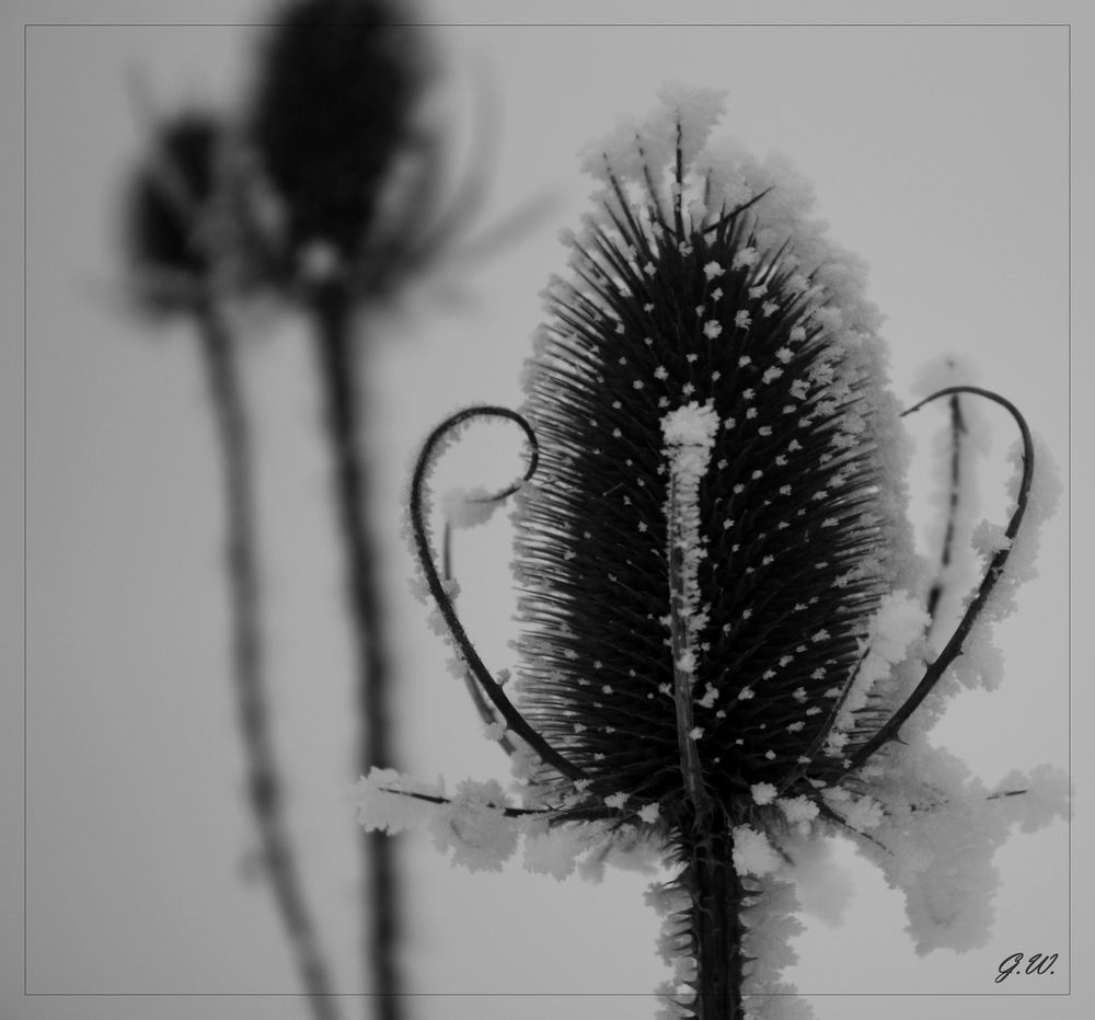 Winterblume