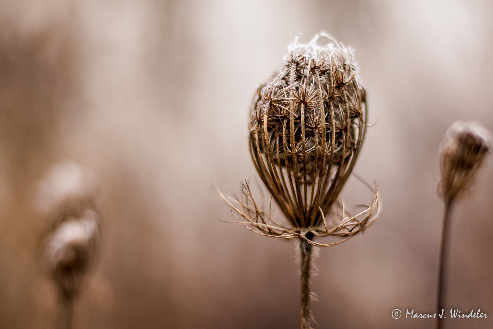 Winterblume