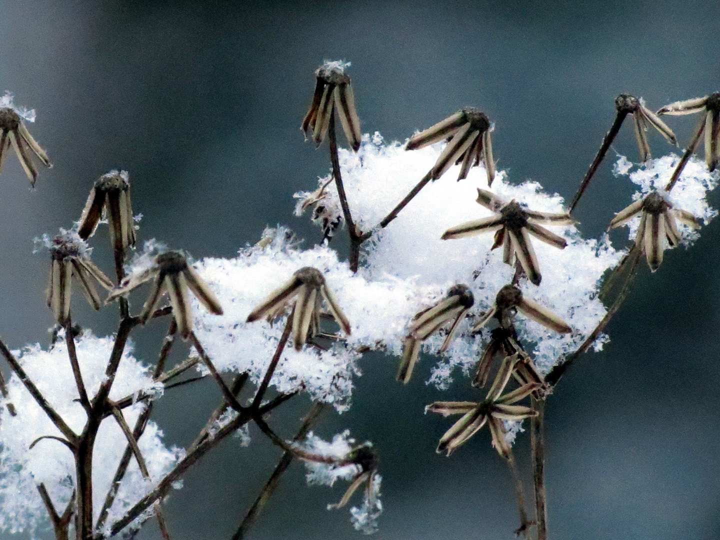 ---Winterblume---