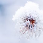 Winterblume