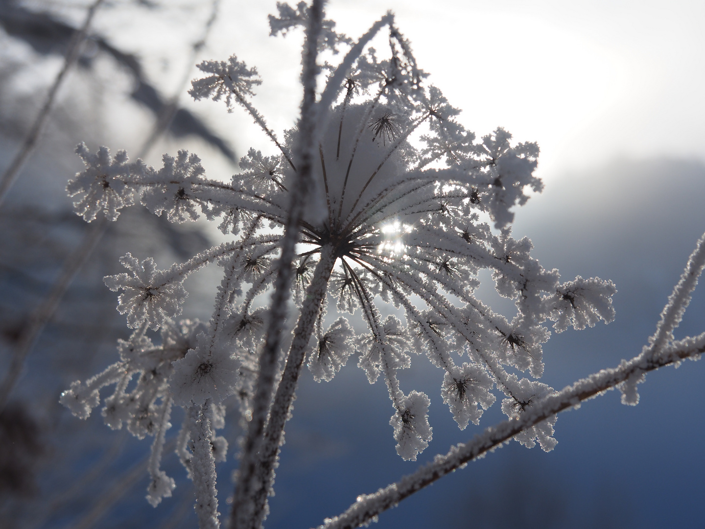 Winterblume