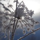 Winterblume