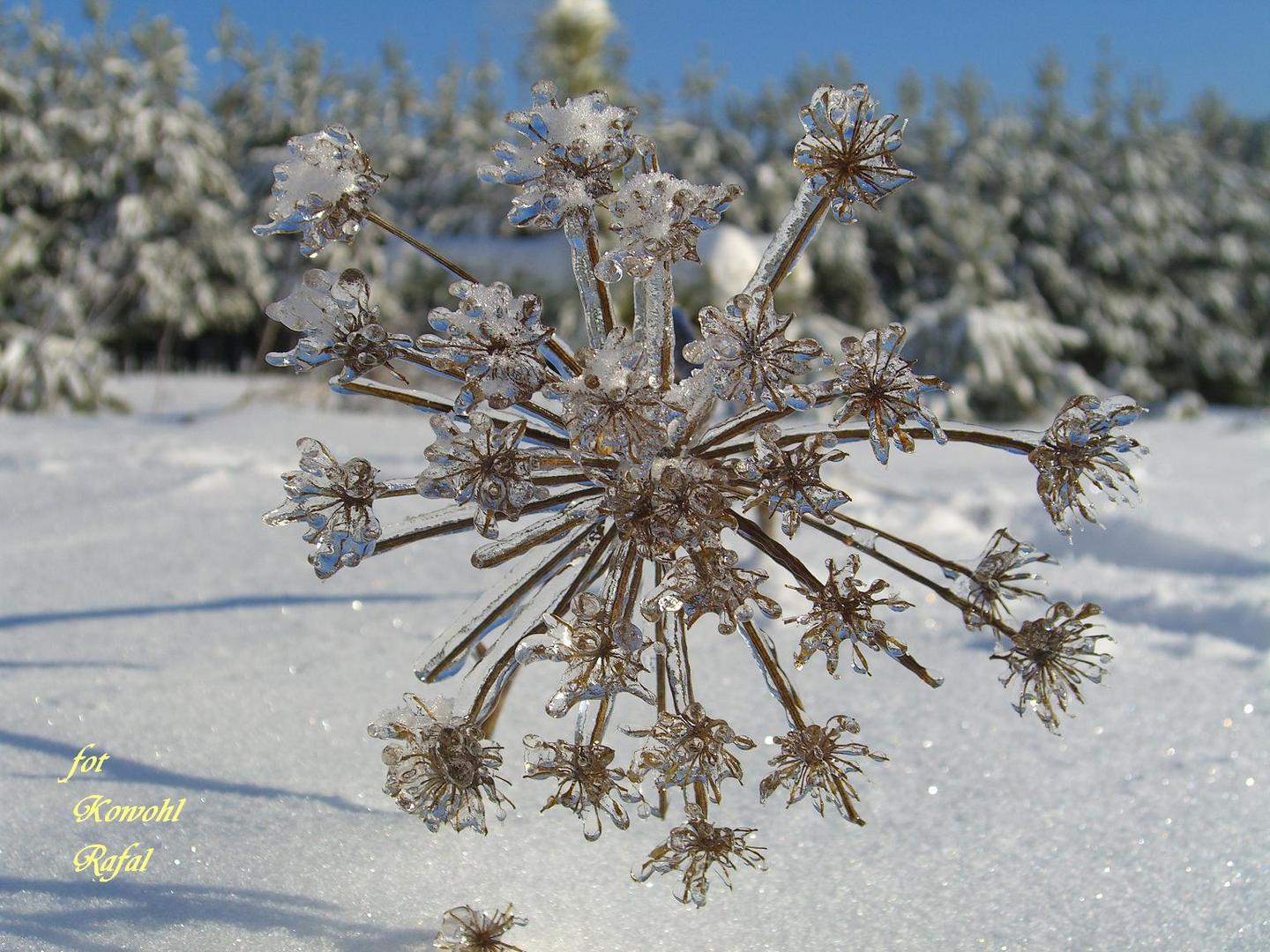 Winterblume Winterblume