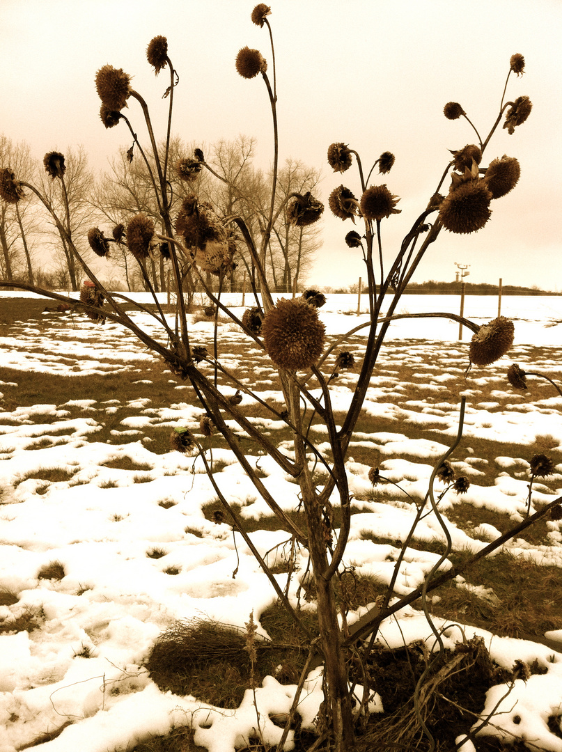 Winterblume