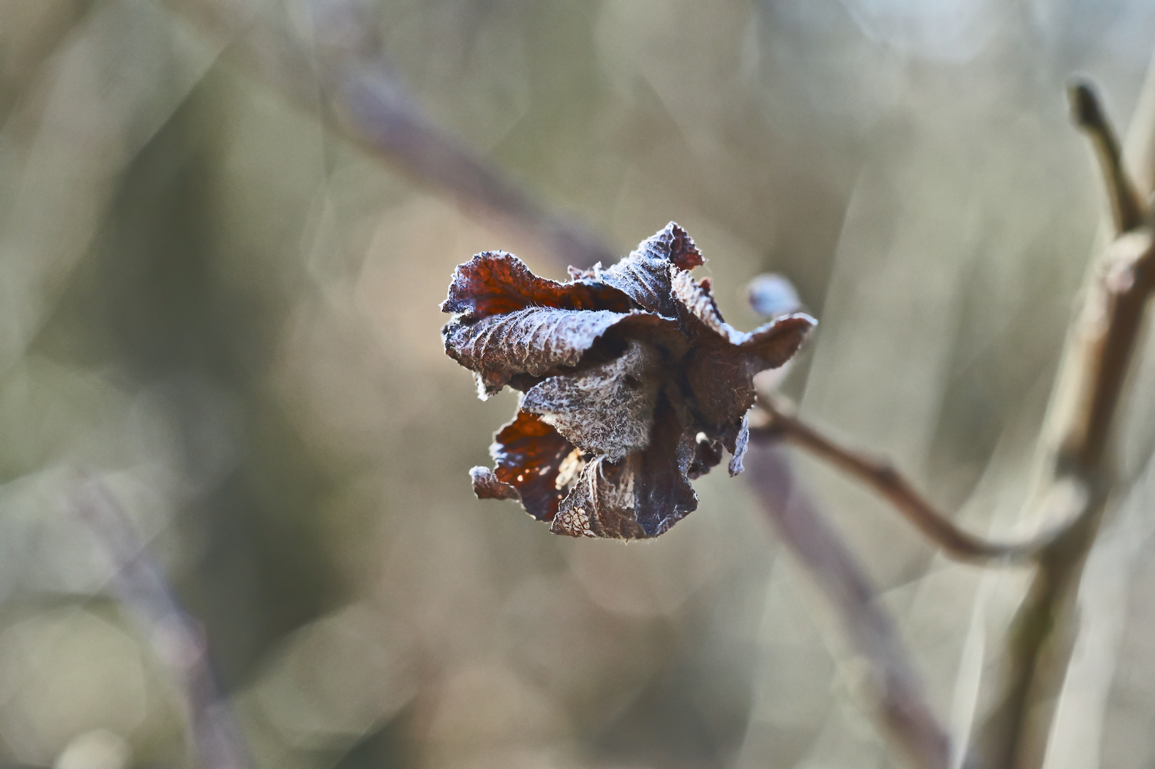 Winterblume