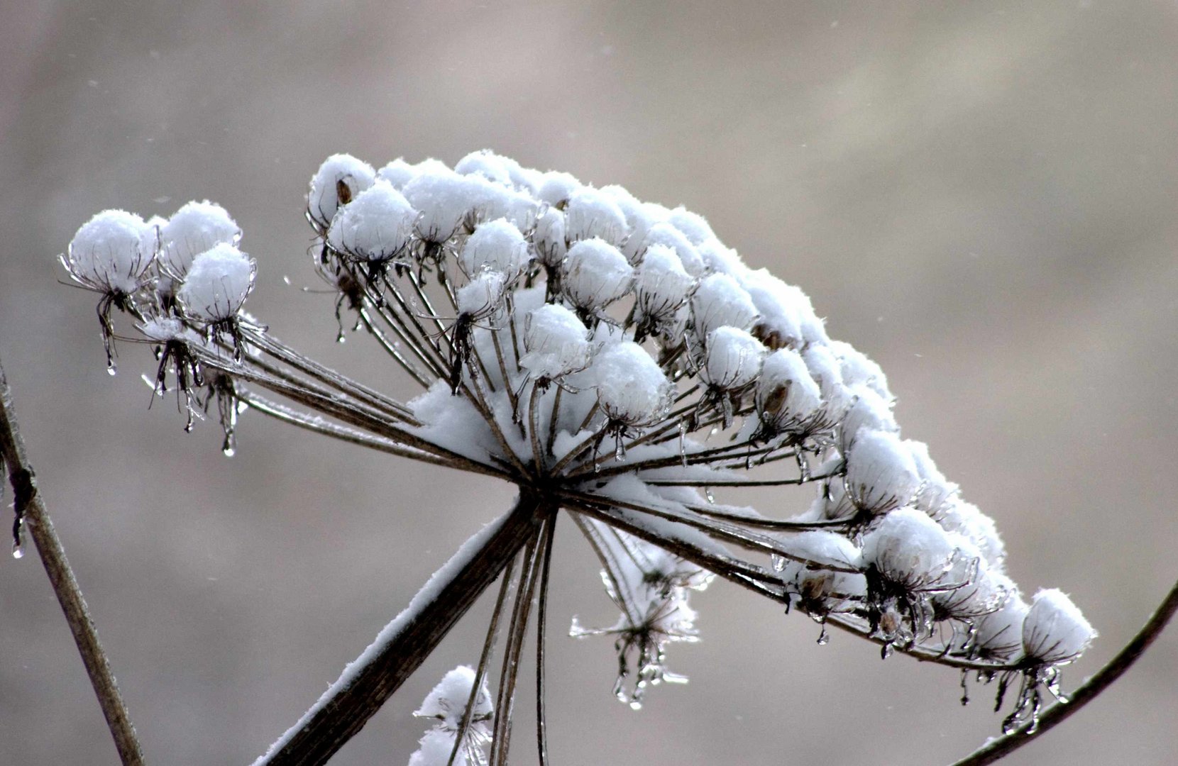 Winterblume